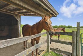 Paddocks - Country homes for sale and luxury real estate including horse farms and property in the Caledon and King City areas near Toronto